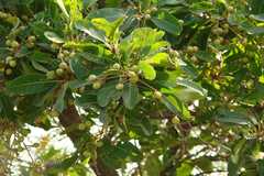 Buchanania axillaris